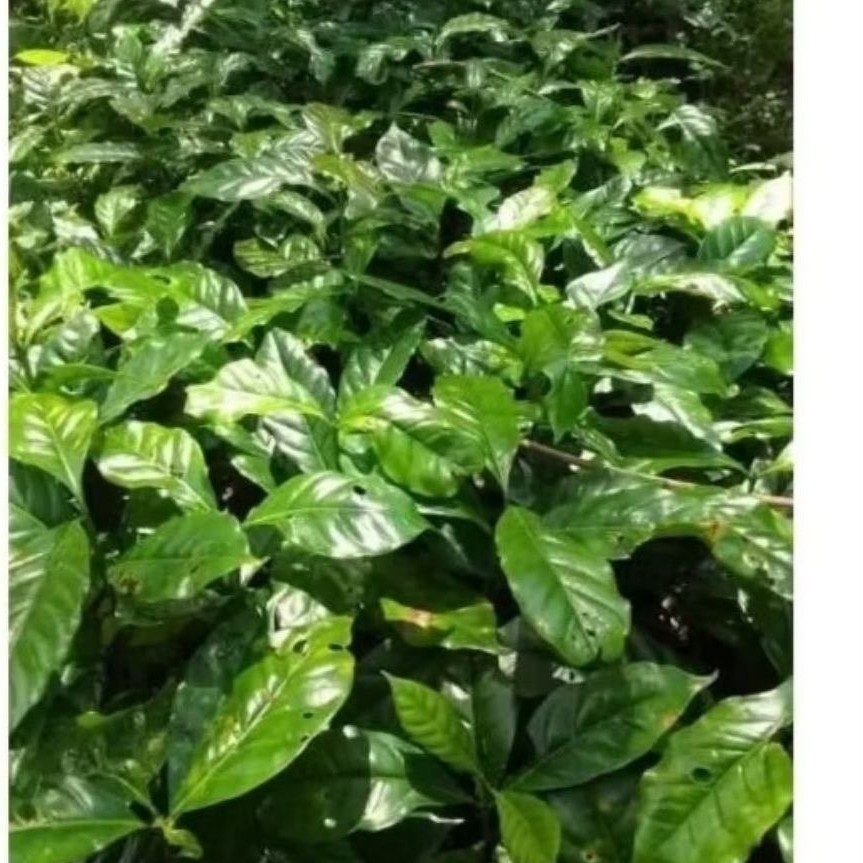 Bibit Kopi Arabika Asli isi