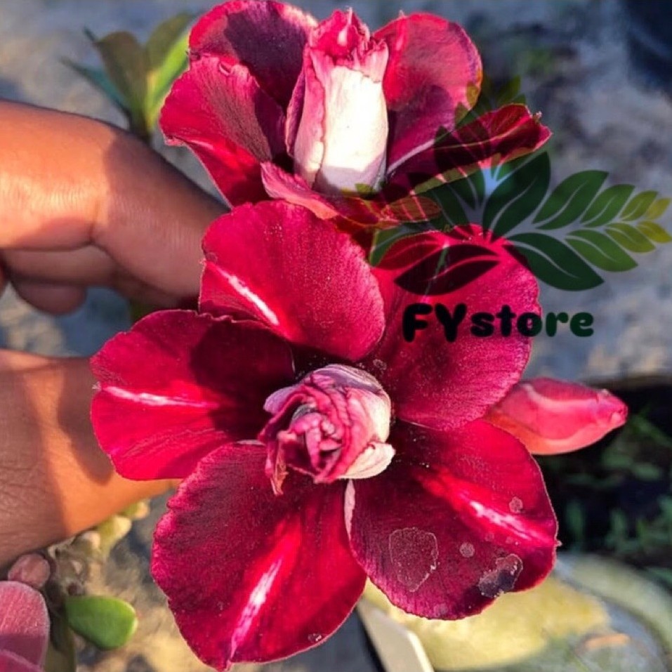 Adenium Bunga Tumpuk "Coral Sea" / Bunga Adenium Tumpuk