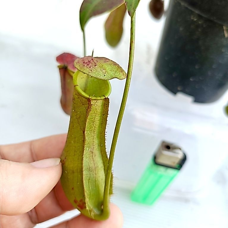 Gracilis x Sumatrana