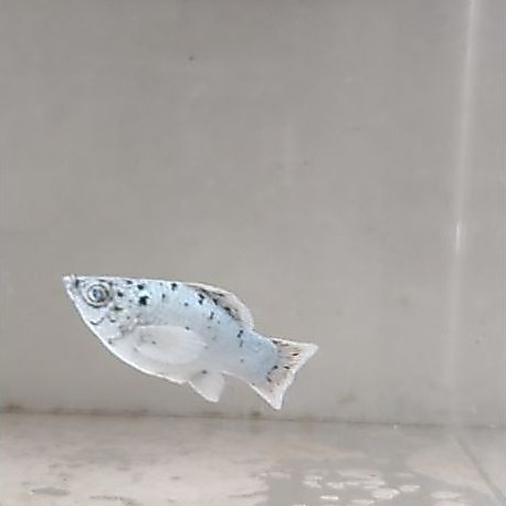 molly marble platinum mata kristal