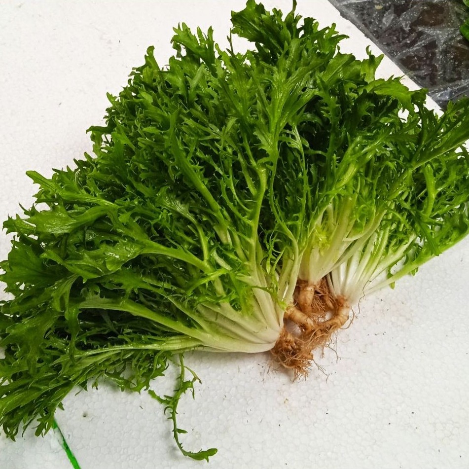 Rain Farm Sayur Segar Endive Lettuce 250 gr