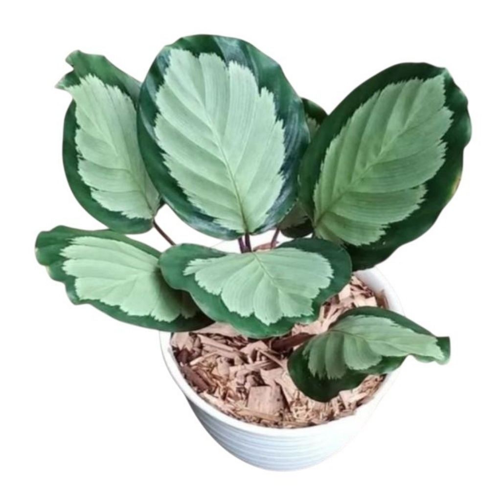 Calathea Corona