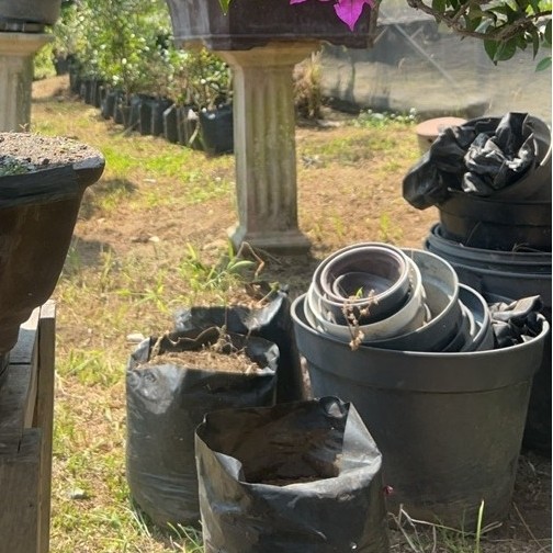bonsai bogenvile jav
