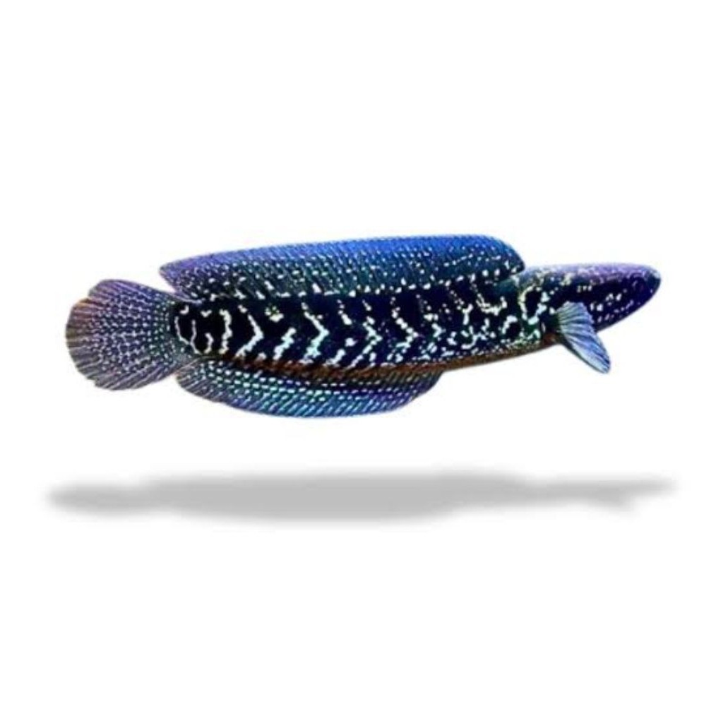 Ikan Asiatica Gondrong WS 7-9cm - Lincah, Sehat, Siap untuk Aquarium