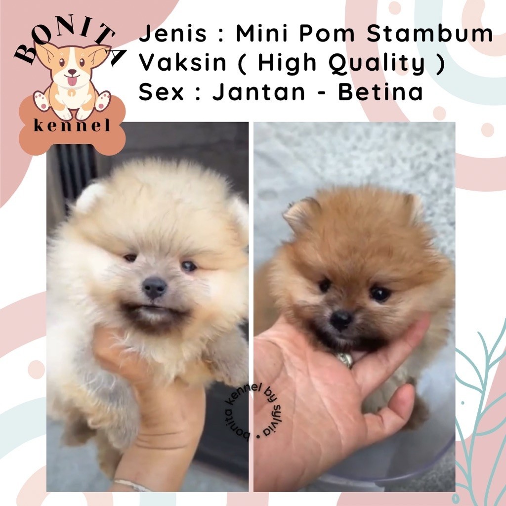 Mini Pomeranian Stambum Particolor Black Tan Anakan Anjing Mini Pom Snow White Jantan Betina Minipom