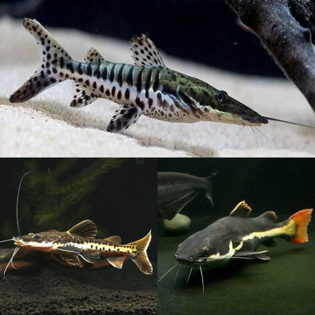 [Chan Aquatic] Ikan Hias RTC TSN Leopard Catfish | Ikan Hias Lele Amazon | Size 5-7cm