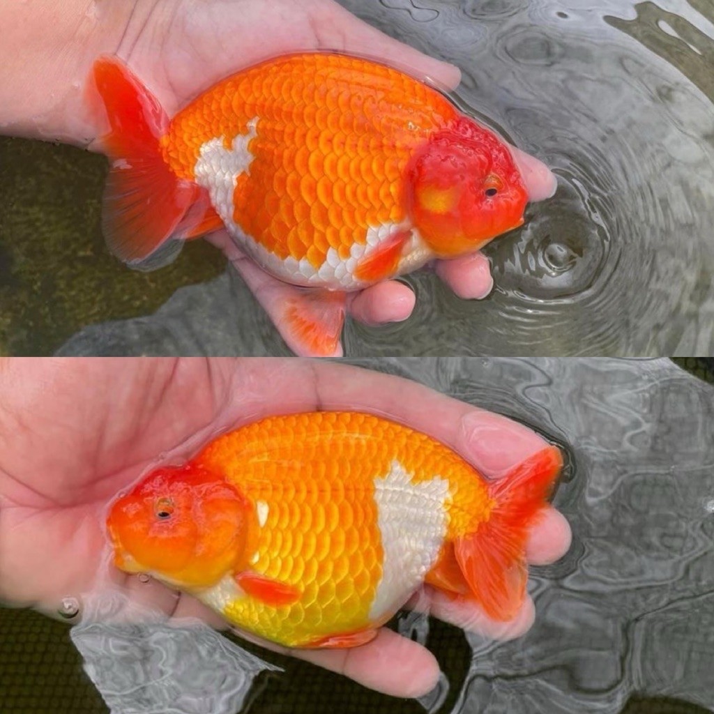 [Chan Aquatic] Ikan Hias Koki Ranchu RW | Red White Ranchu Goldfish | Ikan Koki Rancu Merah Putih | 