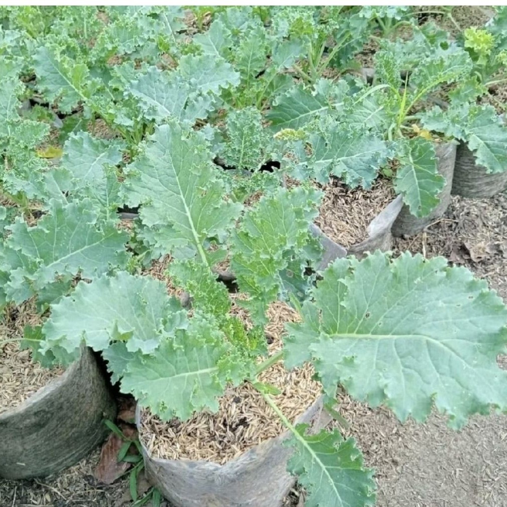 Pohon Kale/ Tanaman Kale Curly/ Tanaman Sayur/ Pohon Kale Sayur