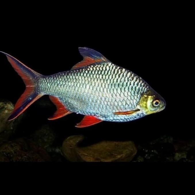 Kaviat Hijau ( 20Cm ) Bangkok Jumbo Tengmet Ikan Predator