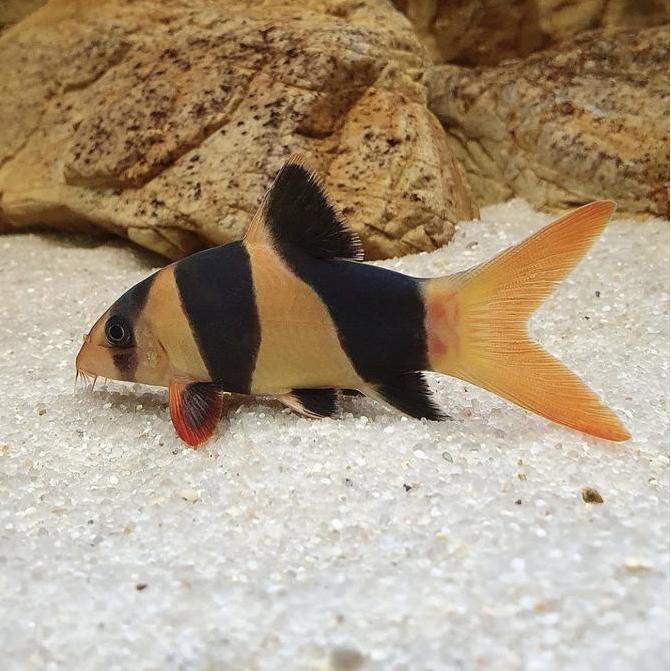 Botia / Botea / Botia Fish ( Tankmate Fish ) 15Cm