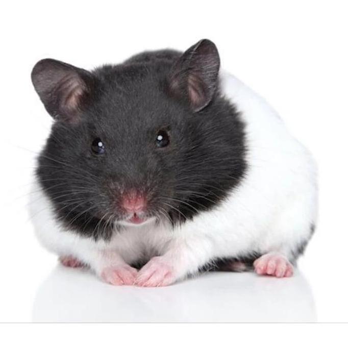 hamster syrian jinak