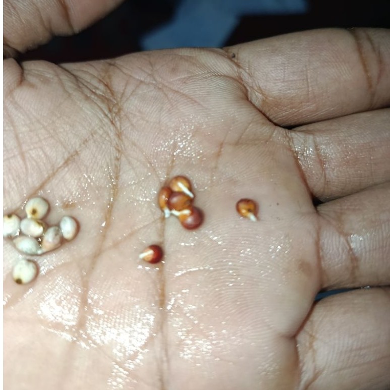 Biji Sorgum Merah Hitam Putih — Bahan Pangan, Pakan Ternak & Bibit Tanam — Bebas Gluten