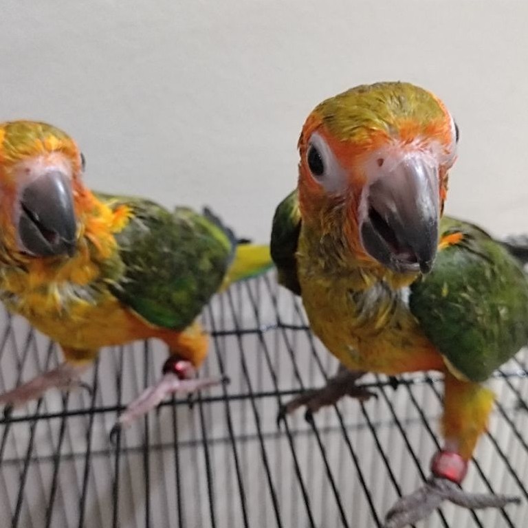 Sun CONURE DNA