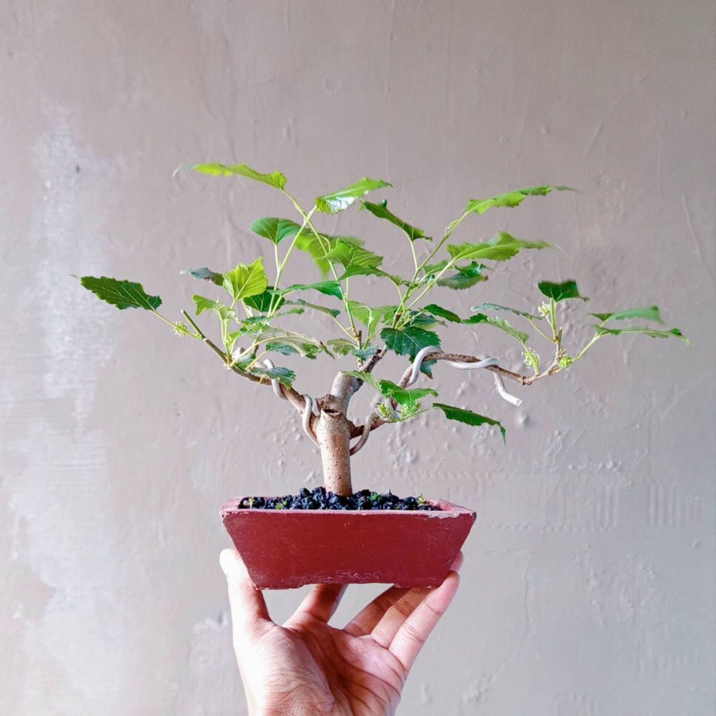 BONSAI MURBEI/BESARAN DIKIRIM SESUAI FOTO