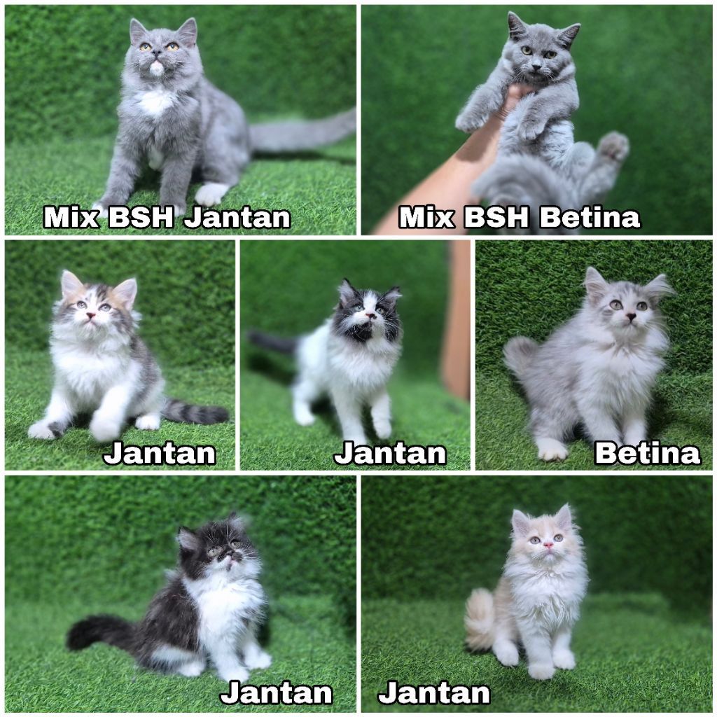 JUAL ANAKAN KUCING PERSIA PERSIAN LUCU KITTEN PERSMED FLATBOSE PEAKNOSE BSH RAGDOLL HIMALAYA MURAH T