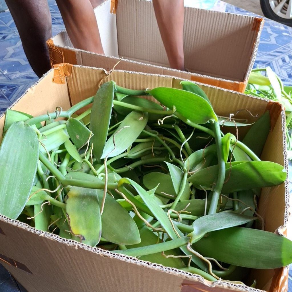 BIBIT VANILI UNGGUL 100% ( vanili planifolia )