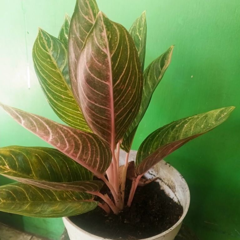 Aglonema Madam Suroyo Induk