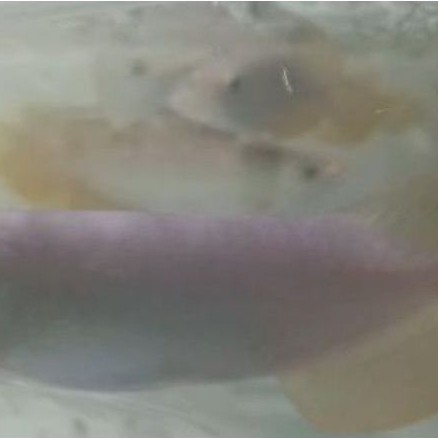 Arowana GoldenRed Size 15cm