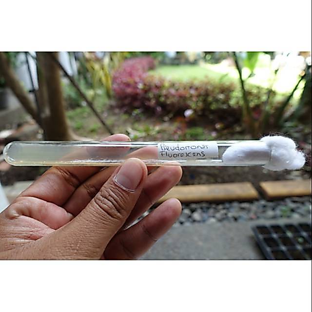 isolat Pseudomonas Fluorescens