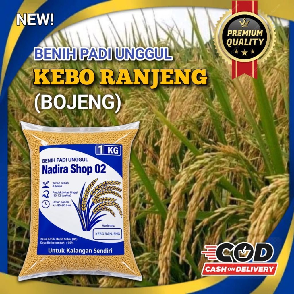 benih padi kebo ranjeng (bojeng) 1kg hasil tinggi