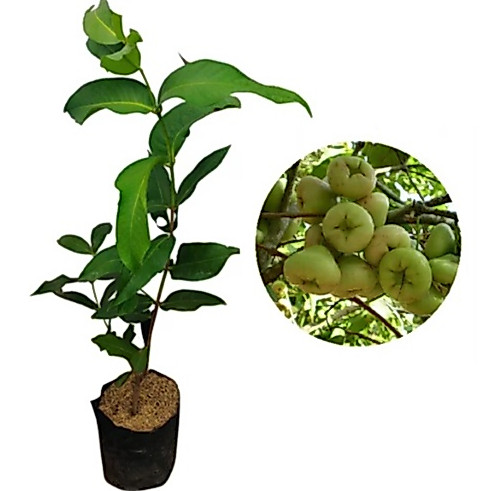 Bibit Jambu Air Camplong