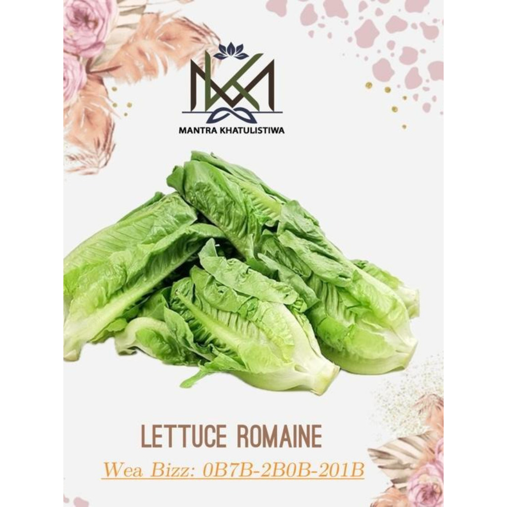 LETTUCE ROMAINE FRESH SELADA ROMAINE SEGAR