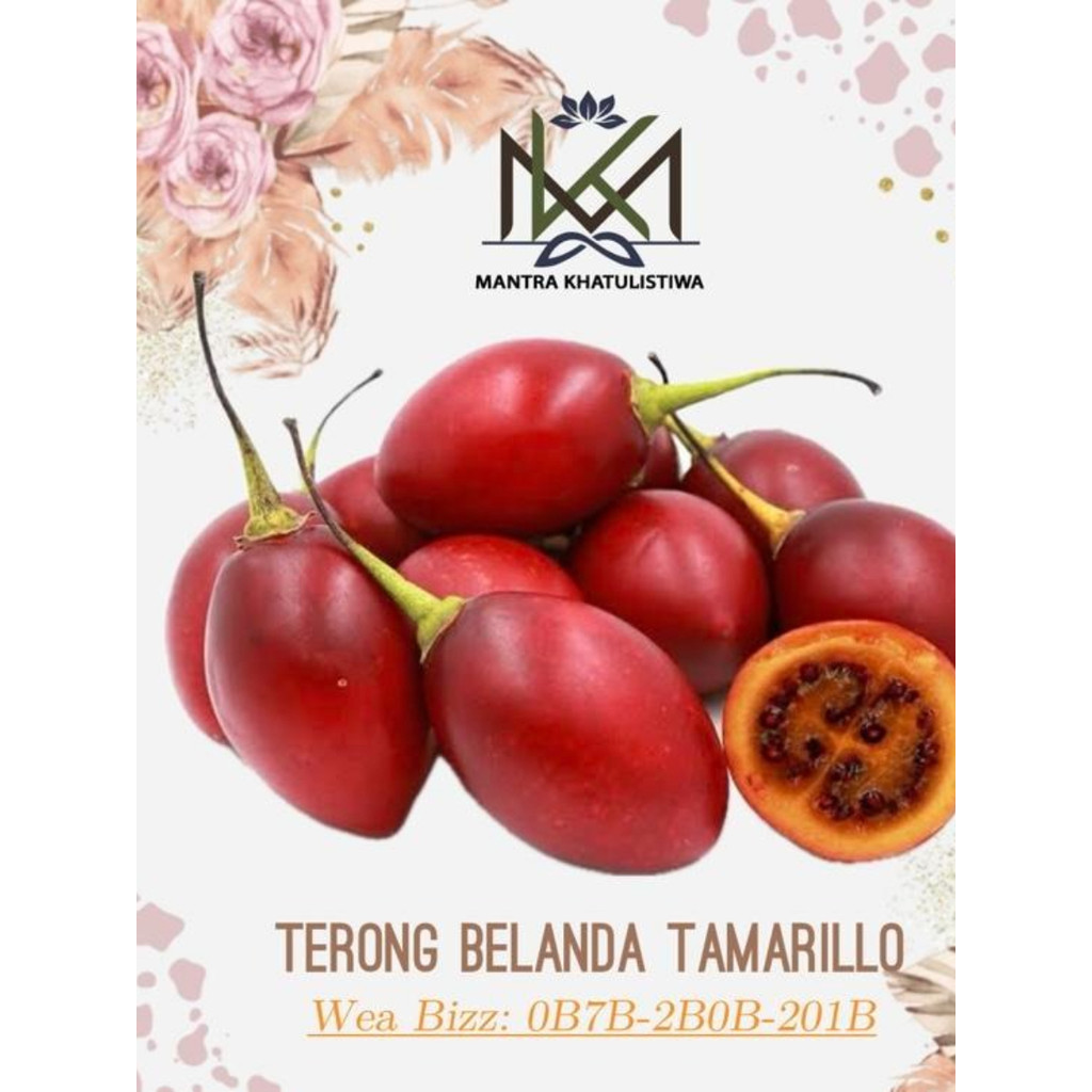BUAH TERONG BELANDA FRESH TAMARILLO TERONG BELANDA