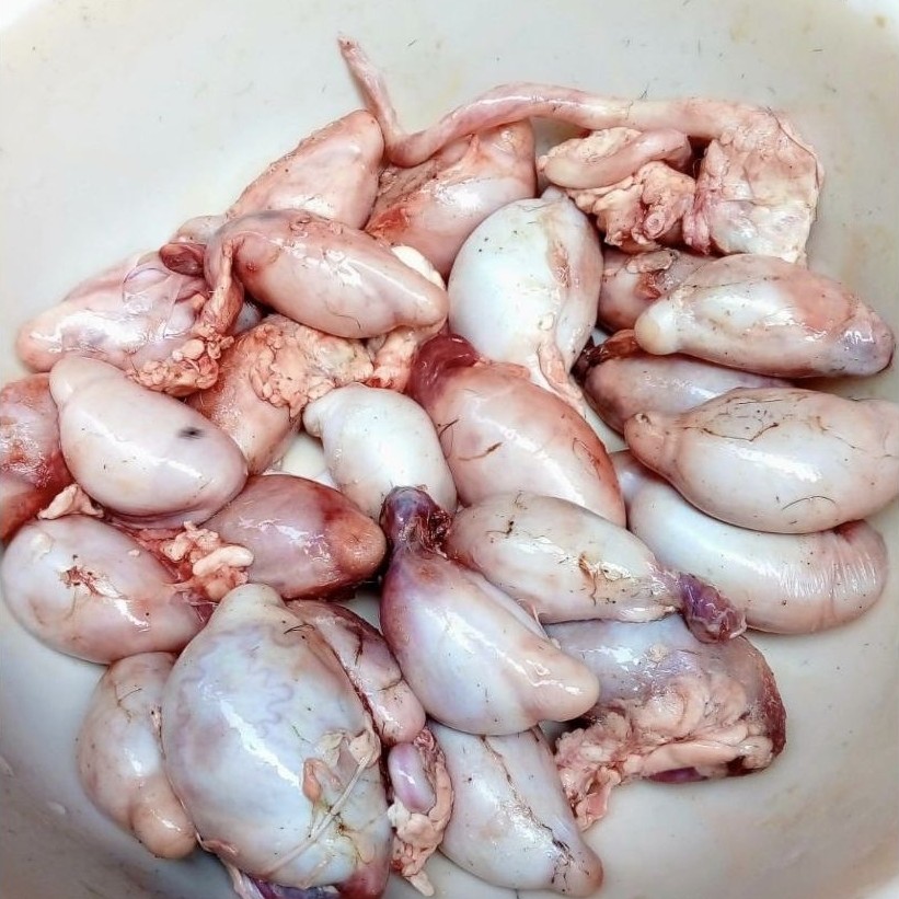 Torpedo Biji Kambing Sepasang Frozen