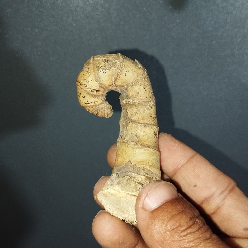 JENIS BAMBU BADAR LANGKA