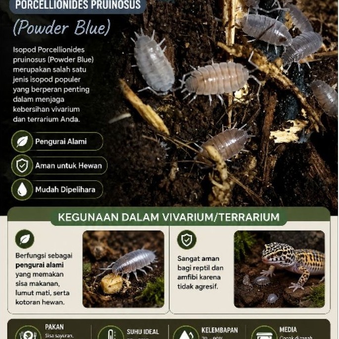 Isopod Porcellionides pruinosus Powder Blue Pengurai Alami untuk Vivarium Terrarium
