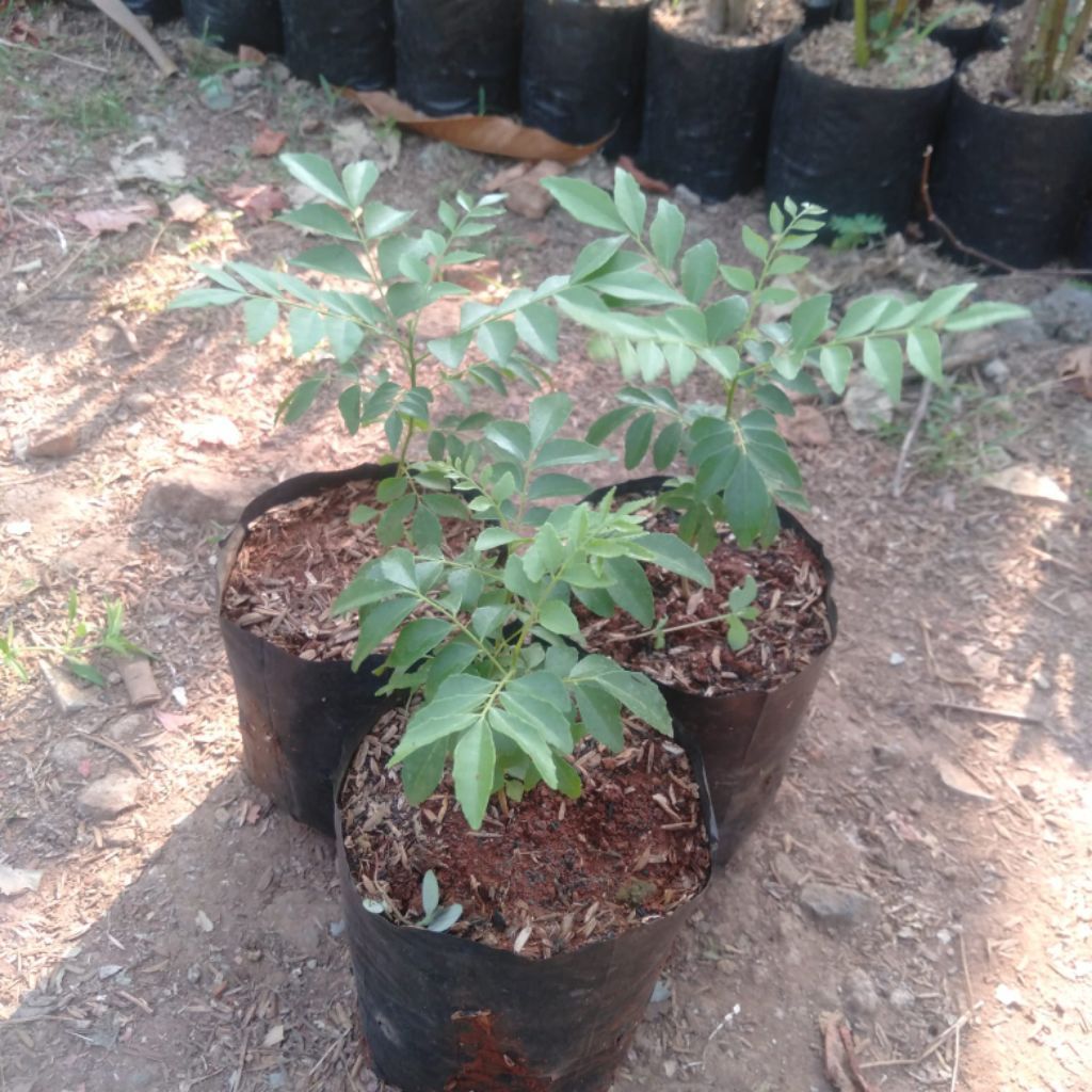 Bibit Salam Koja Karie Tanaman Salam Koja Karie