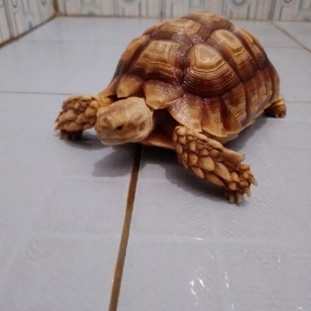 Kura-kura sulcata tortoise