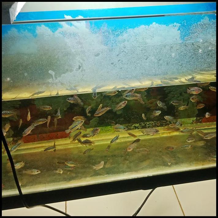 GRATIS ONGKIR RED KING KAMFA BOOM HEAD F2 BURAYAK LOUHAN PREMIUM IKAN LOHAN ORIGINAL 