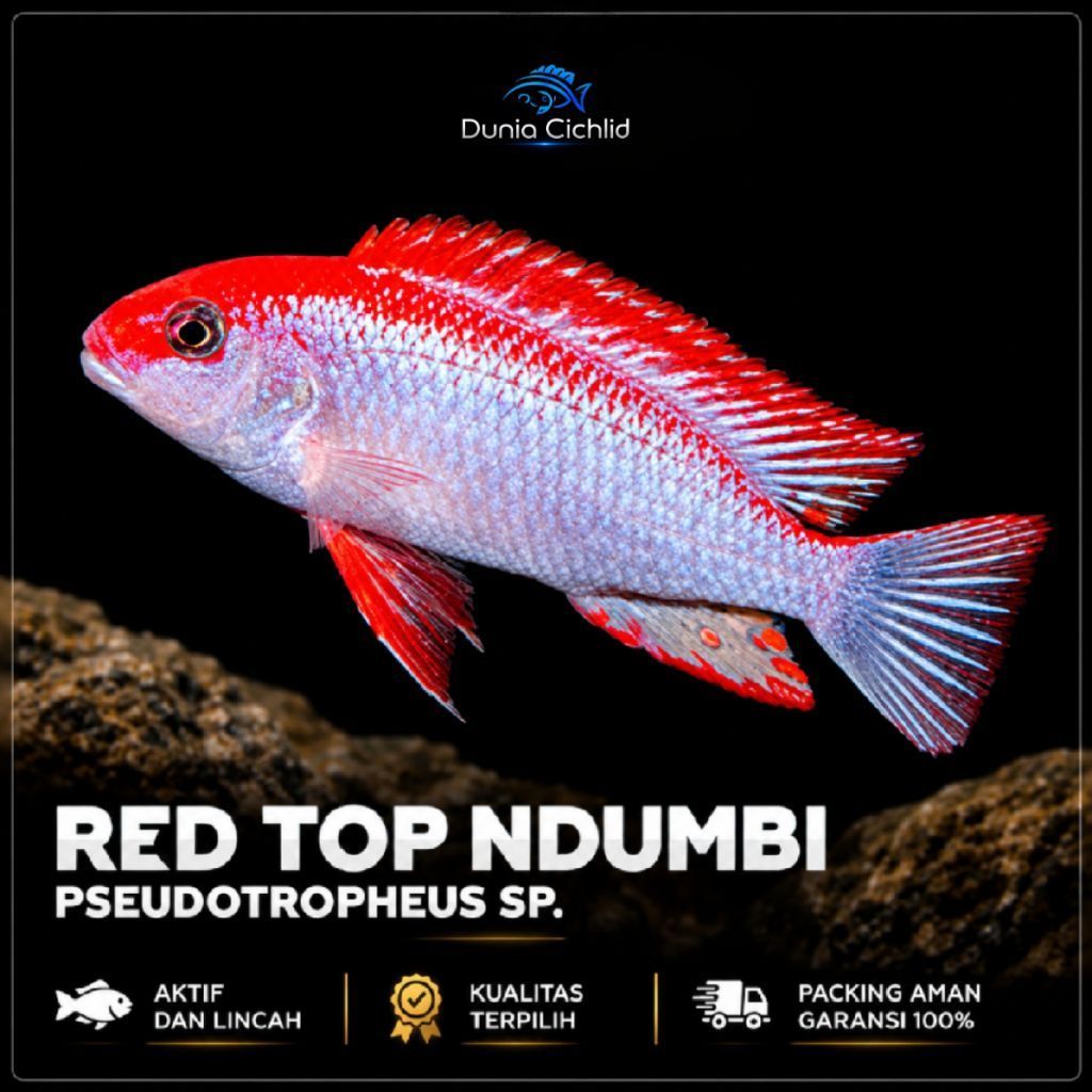 Red Top Ndumbi Cichlid