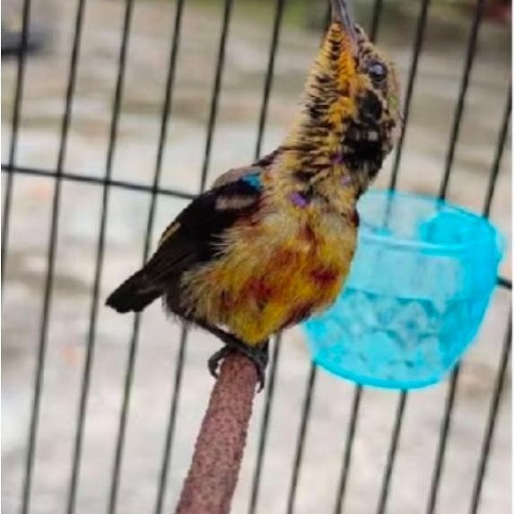 Burung konin trotolan jantan
