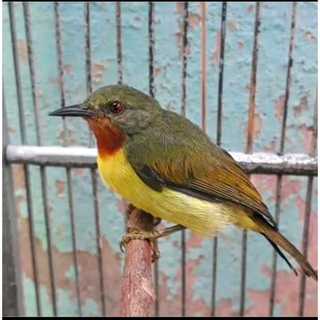 Burung kowul betina dewasa