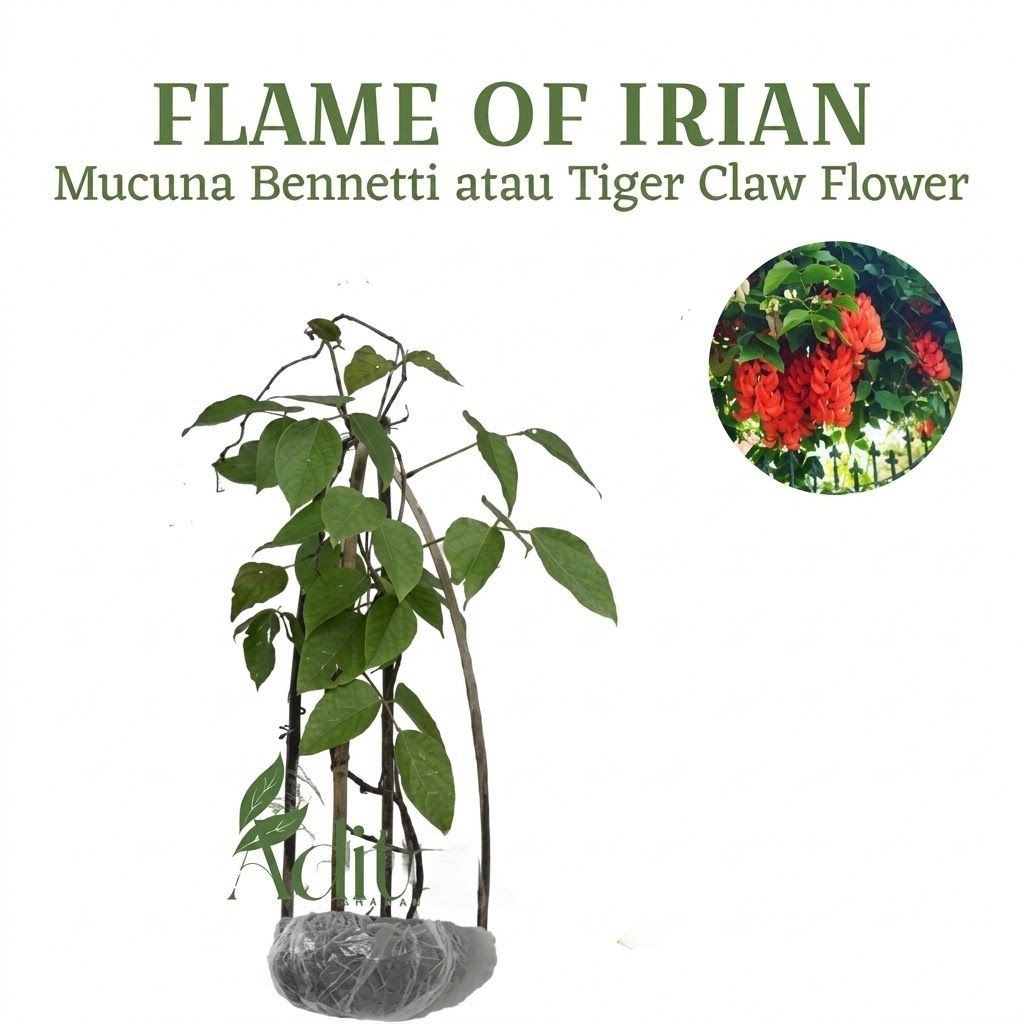 Bibit Tanaman Hias Flame Of Irian - Bibit Bunga Irian Best (Bunga Merah)