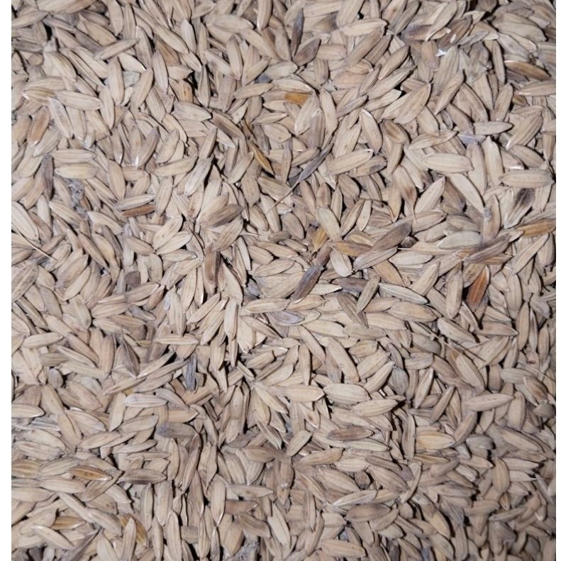 GABAH KETAN PUTIH MURNI 500gram