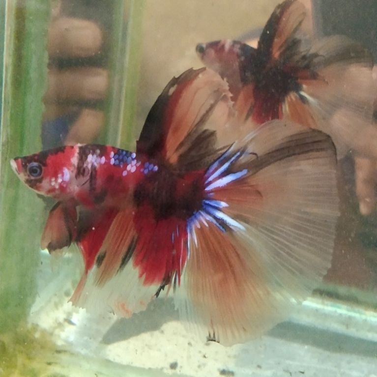 Ikam Cupang hias aquarium HM multi Size M