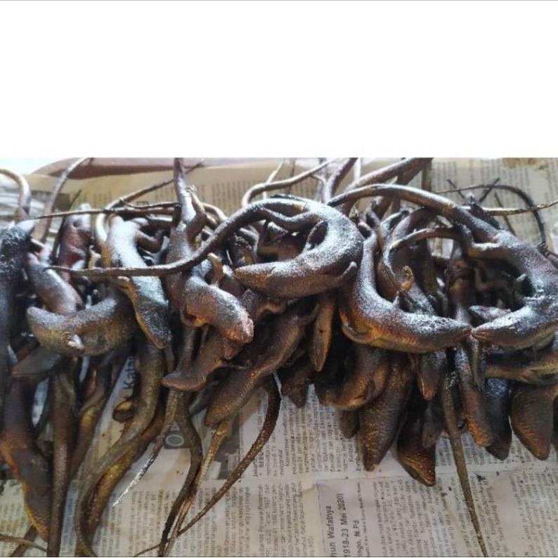 umpan gacor kadal bakar galatama