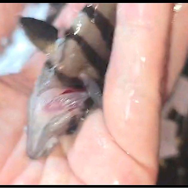 Makanan / Ikan Datz Sumatra Cbcn Grade A 4-6Cm
