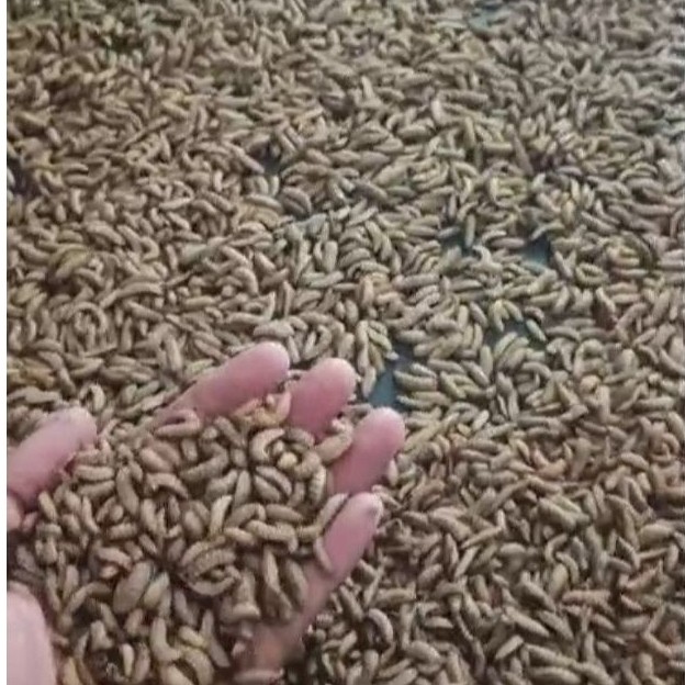 Maggot Bsf Hidup 1 kg