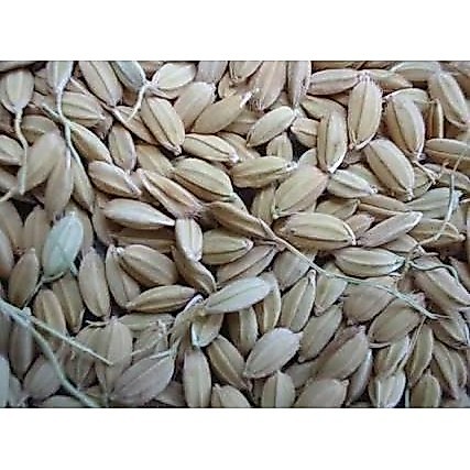 GABAH LAMPUNG / GABAH BANGKOK KECIL 1 KG