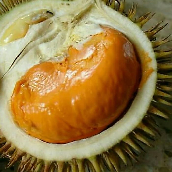 DURIAN LAY KAKI 3