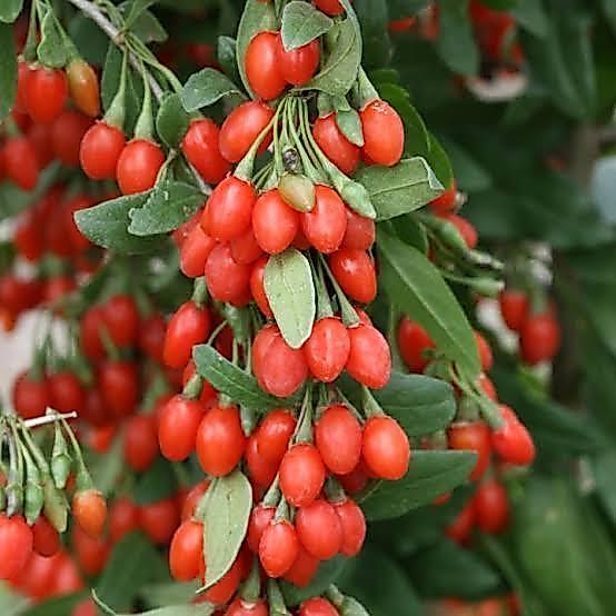 Tanaman Bibit Red Goji Berry