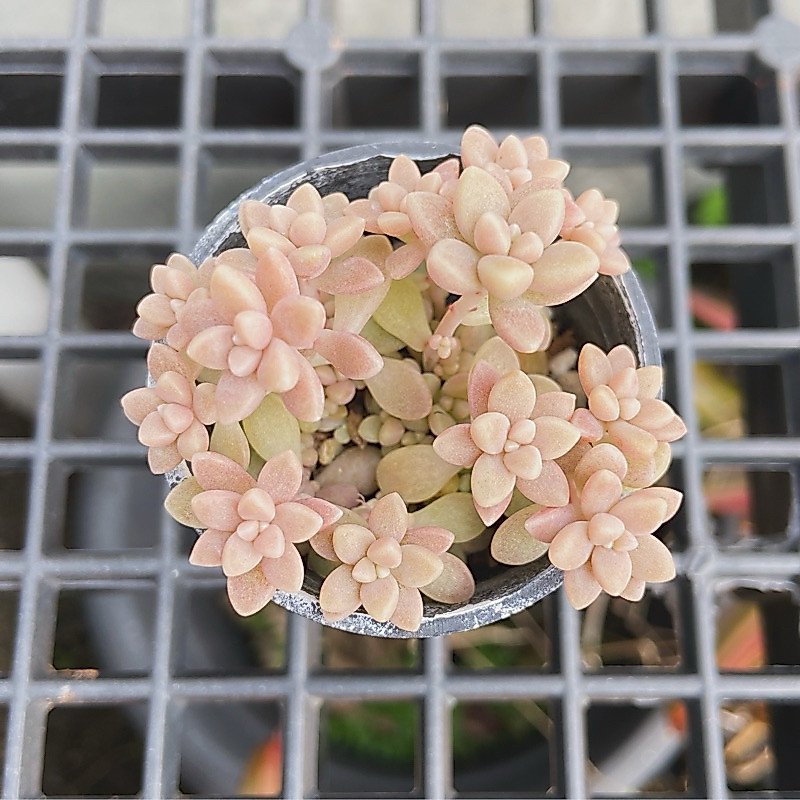 sedum mirinae
