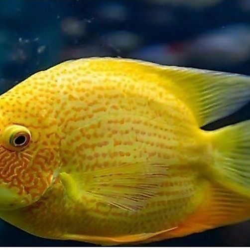 hiasan akuarium golden severum