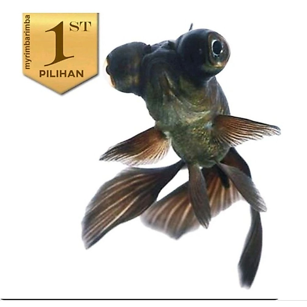 Paket Koloni (isi 10) Ikan Hias Mas Koki Buldog Hitam Hiasan Aquarium Tanaman Air / Kolam