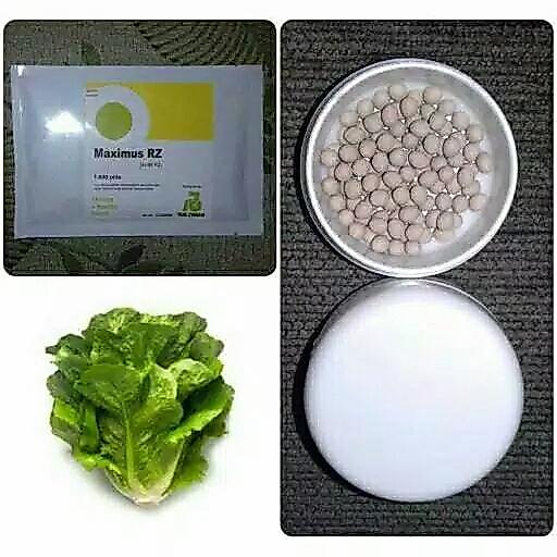 TERBARU benih bibit selada romain maximus rz 100 pills