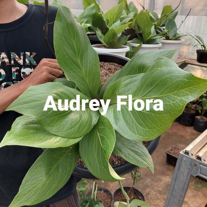 TERMURAH - Tanaman Hias Anthurium Jemani Jumbo - Anthurium Jumbo